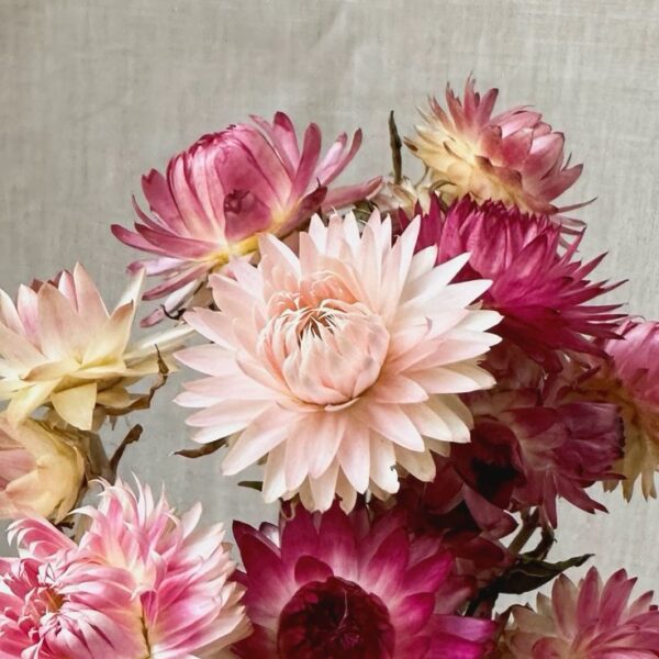 Stawflower (1pc)