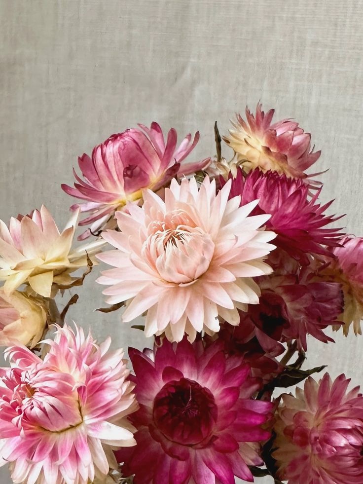 Stawflower (1pc)